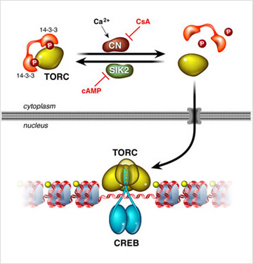 Activation of Cellular Genes Via the CREB/TORC Pathway